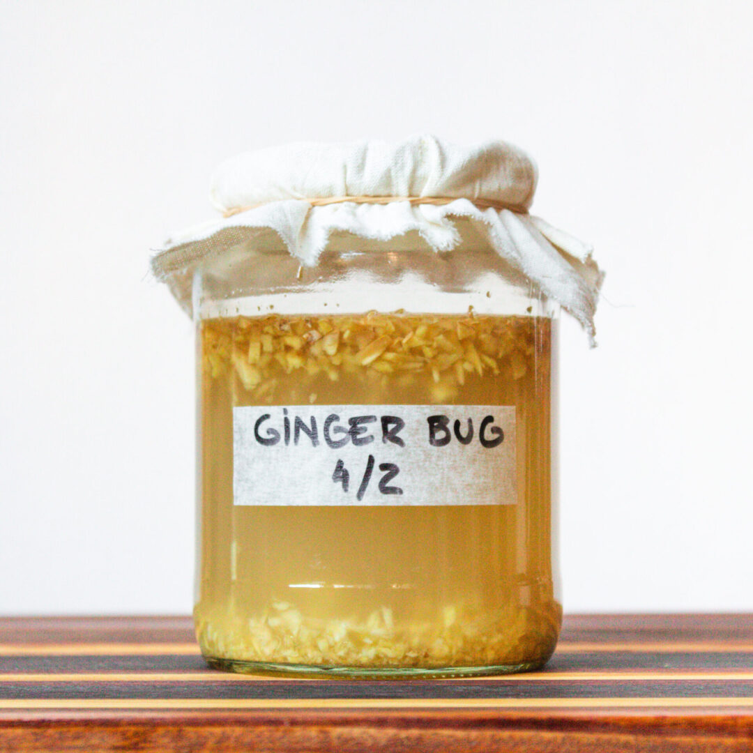 Ginger bug